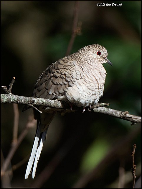 _2SB1176 inca dove.jpg